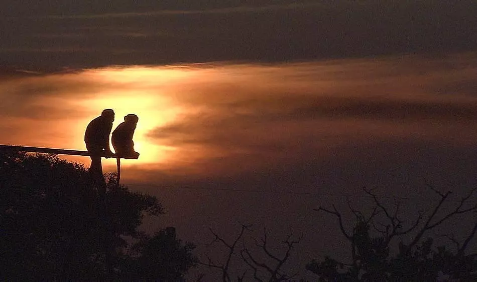 حکایت دو میمون